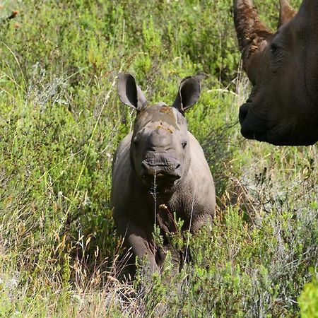 Safari Lodge - Réserve animalière d'Amakhala Extérieur photo