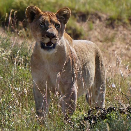 Safari Lodge - Réserve animalière d'Amakhala Extérieur photo