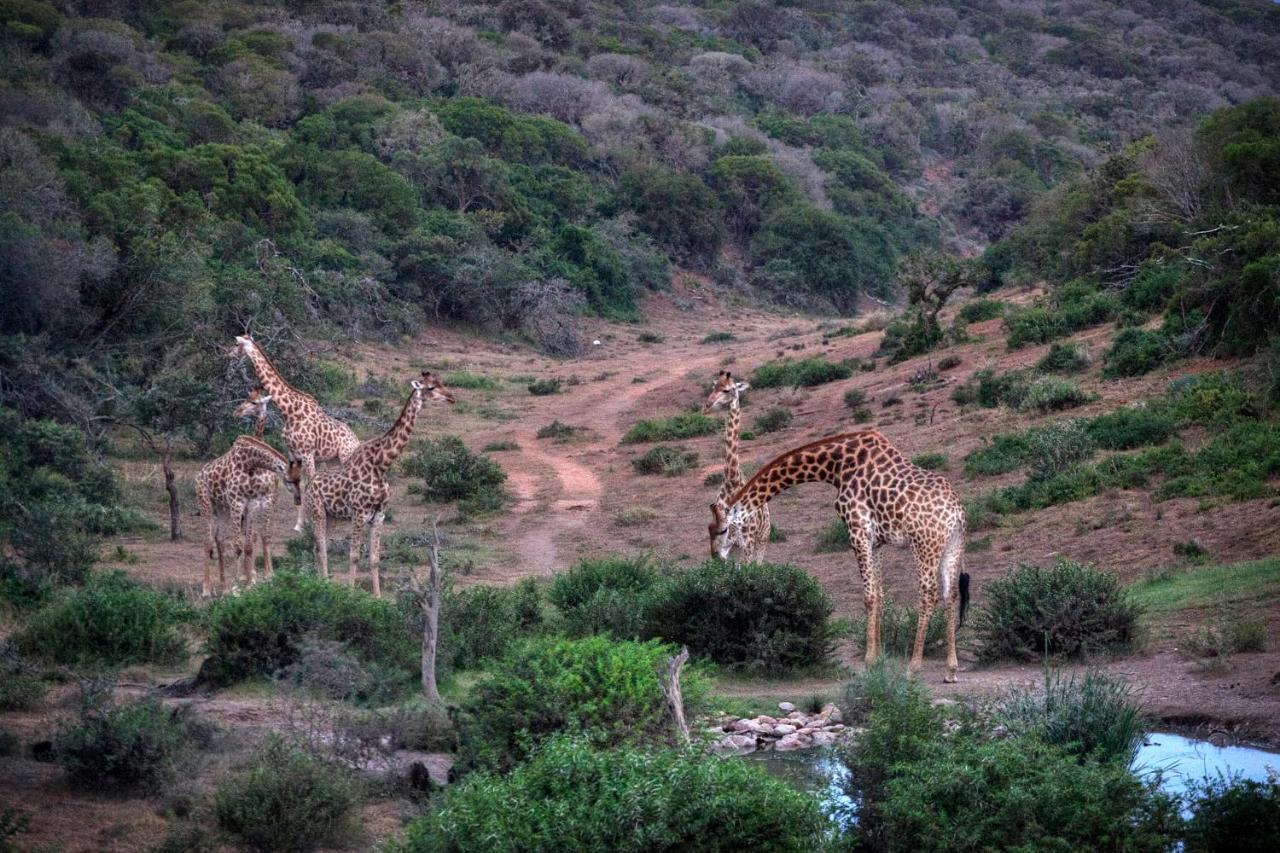 Safari Lodge - Réserve animalière d'Amakhala Extérieur photo