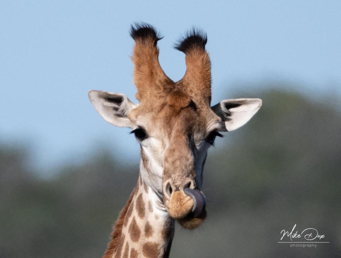 Safari Lodge - Réserve animalière d'Amakhala Extérieur photo