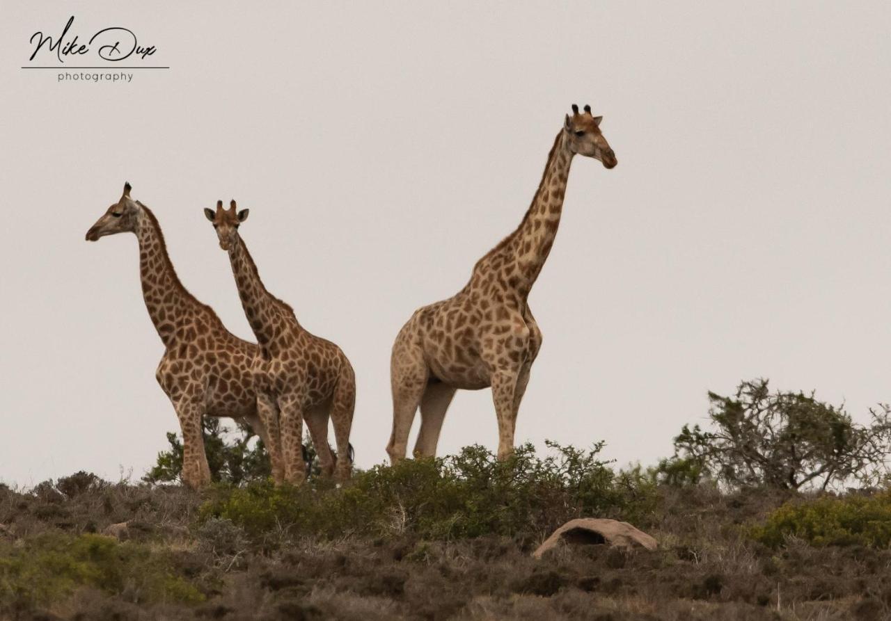 Safari Lodge - Réserve animalière d'Amakhala Extérieur photo