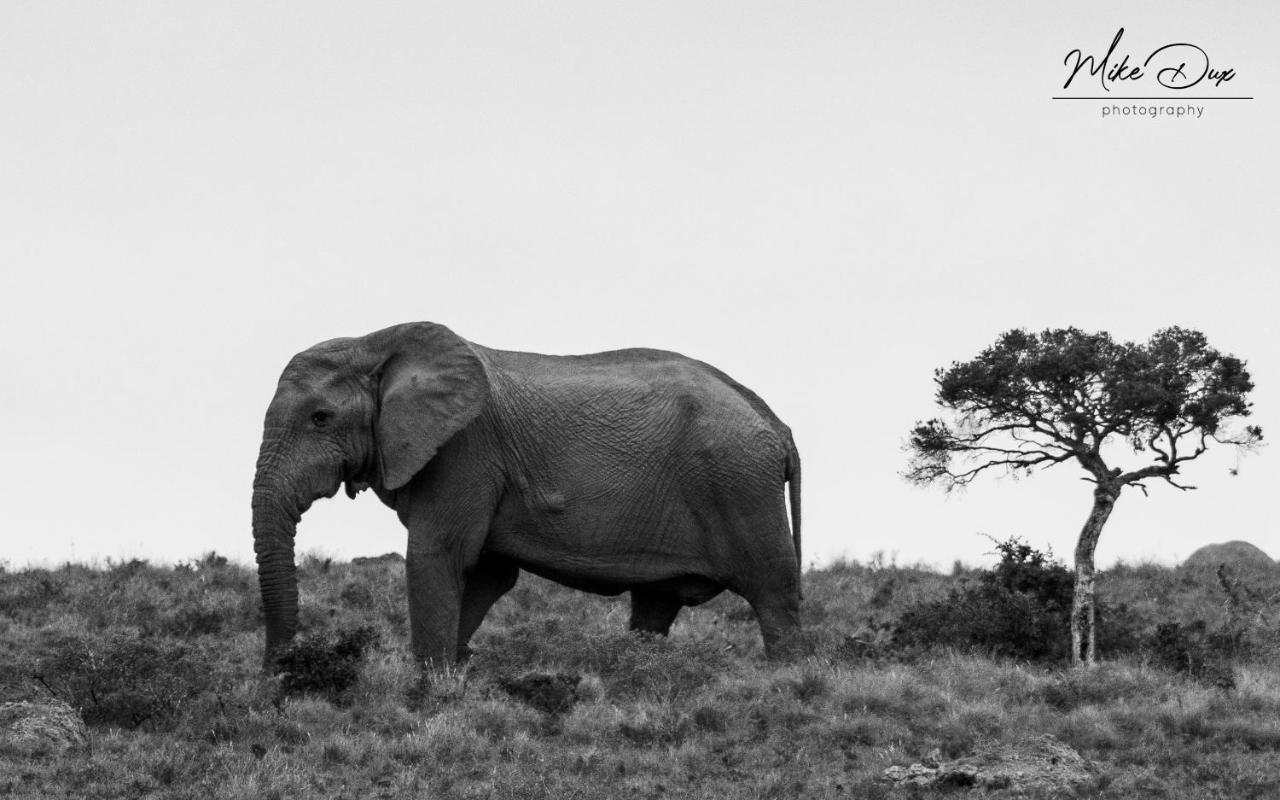Safari Lodge - Réserve animalière d'Amakhala Extérieur photo