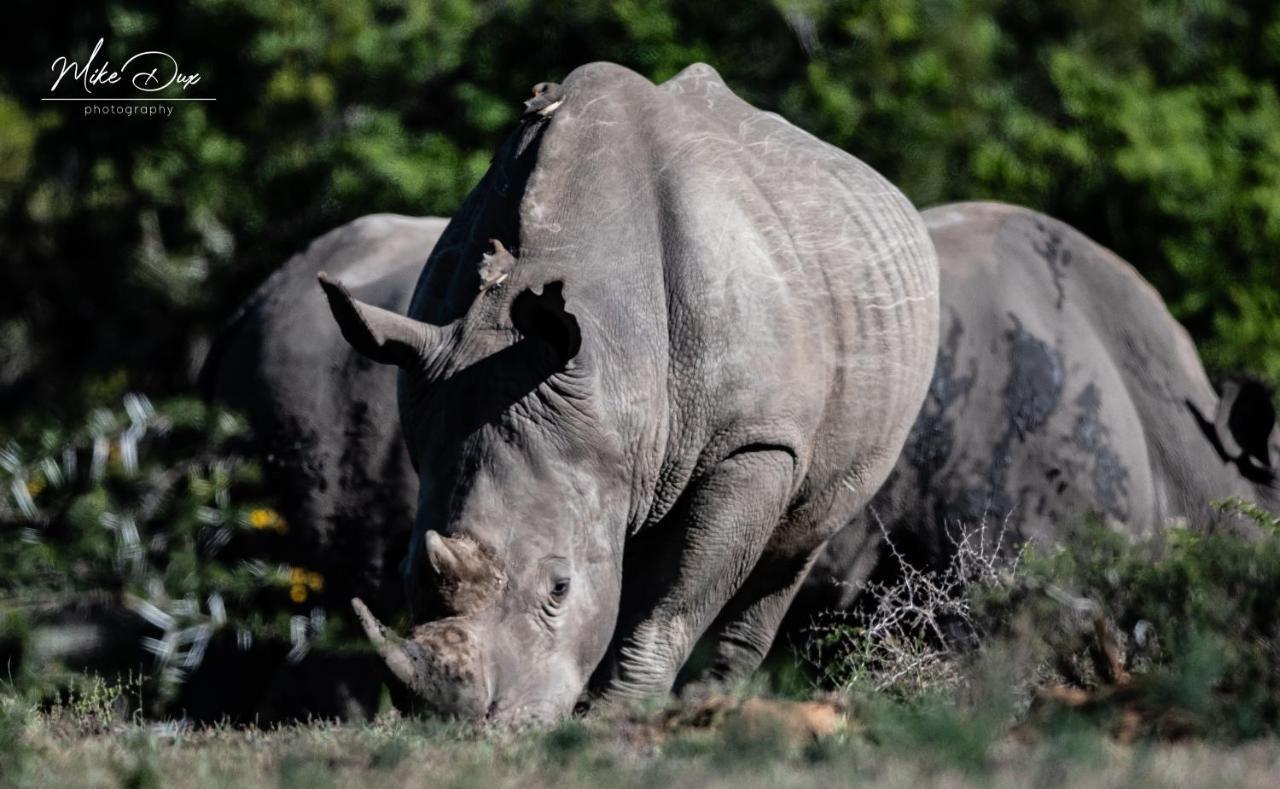 Safari Lodge - Réserve animalière d'Amakhala Extérieur photo