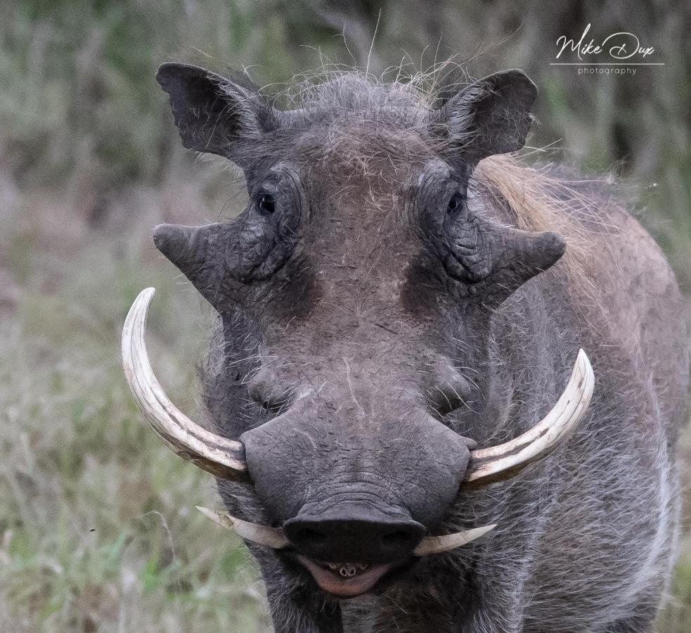 Safari Lodge - Réserve animalière d'Amakhala Extérieur photo