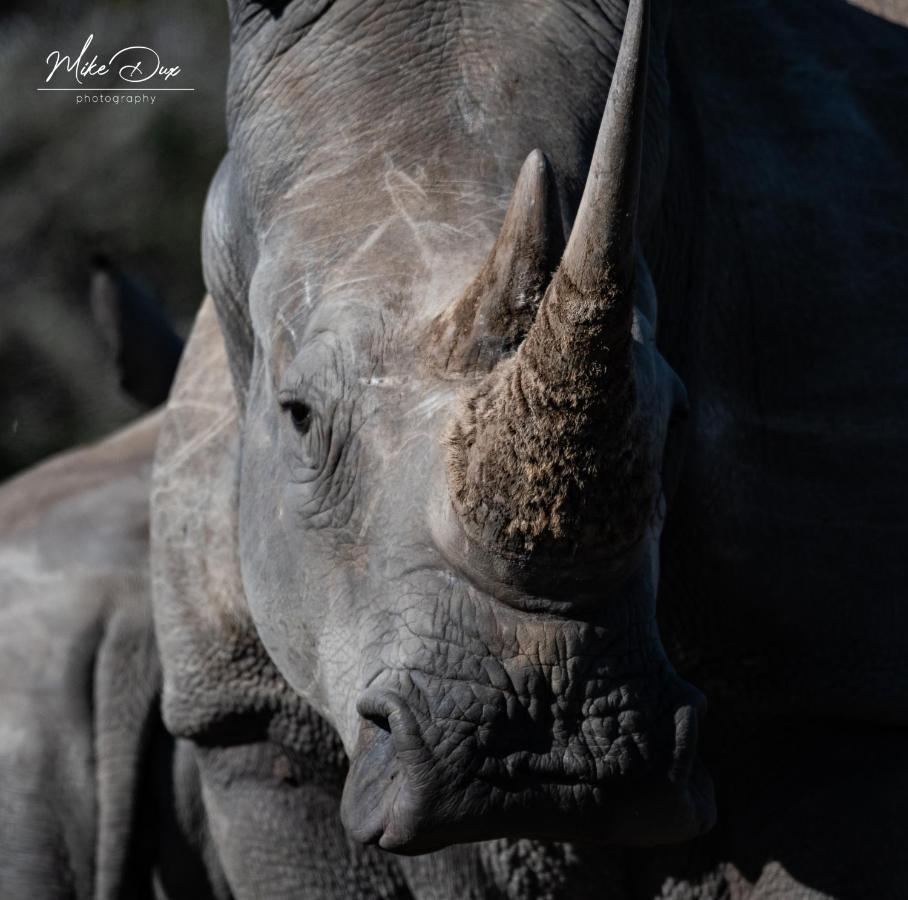 Safari Lodge - Réserve animalière d'Amakhala Extérieur photo