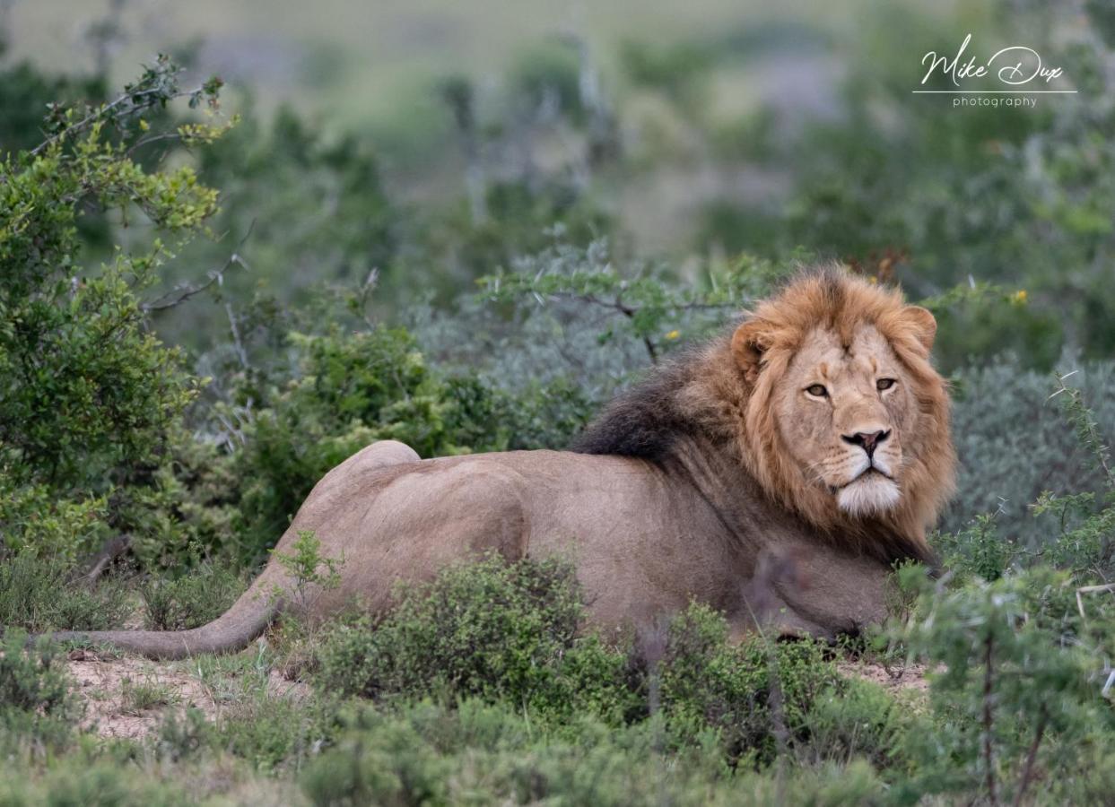 Safari Lodge - Réserve animalière d'Amakhala Extérieur photo