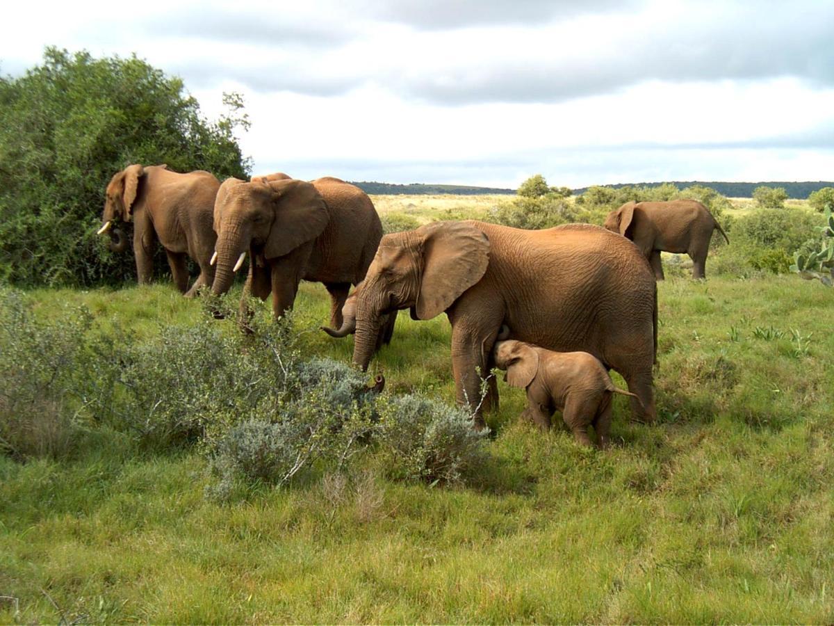 Safari Lodge - Réserve animalière d'Amakhala Extérieur photo