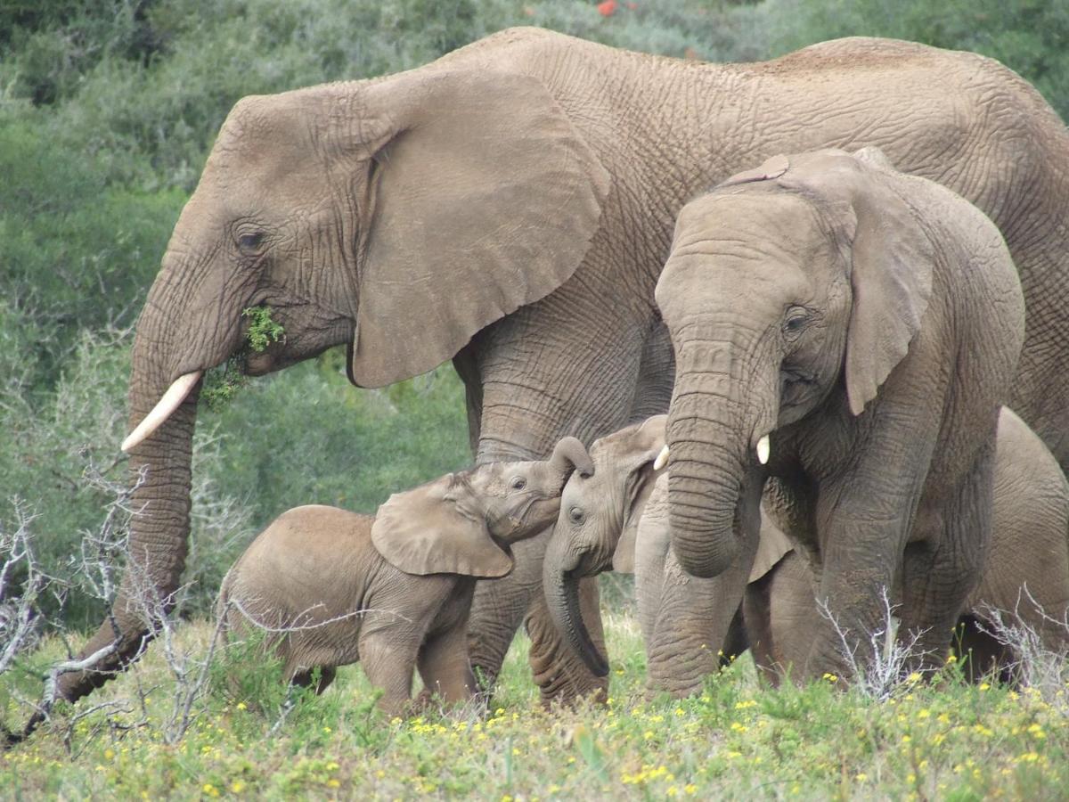 Safari Lodge - Réserve animalière d'Amakhala Extérieur photo