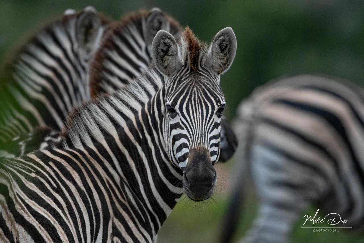 Safari Lodge - Réserve animalière d'Amakhala Extérieur photo
