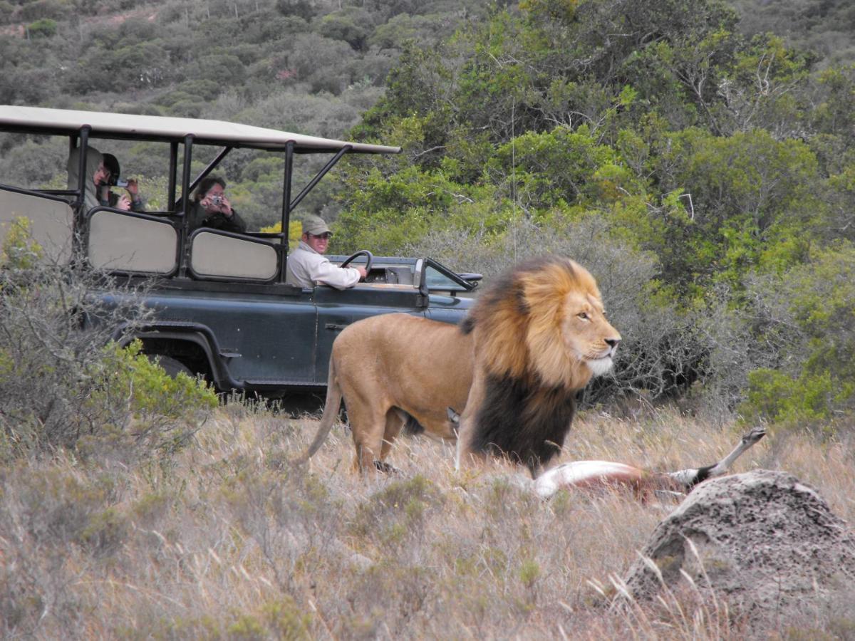 Safari Lodge - Réserve animalière d'Amakhala Extérieur photo