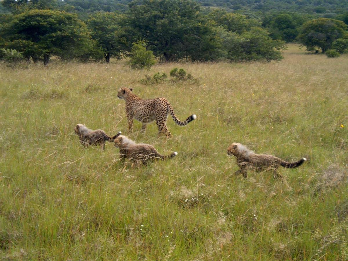 Safari Lodge - Réserve animalière d'Amakhala Extérieur photo