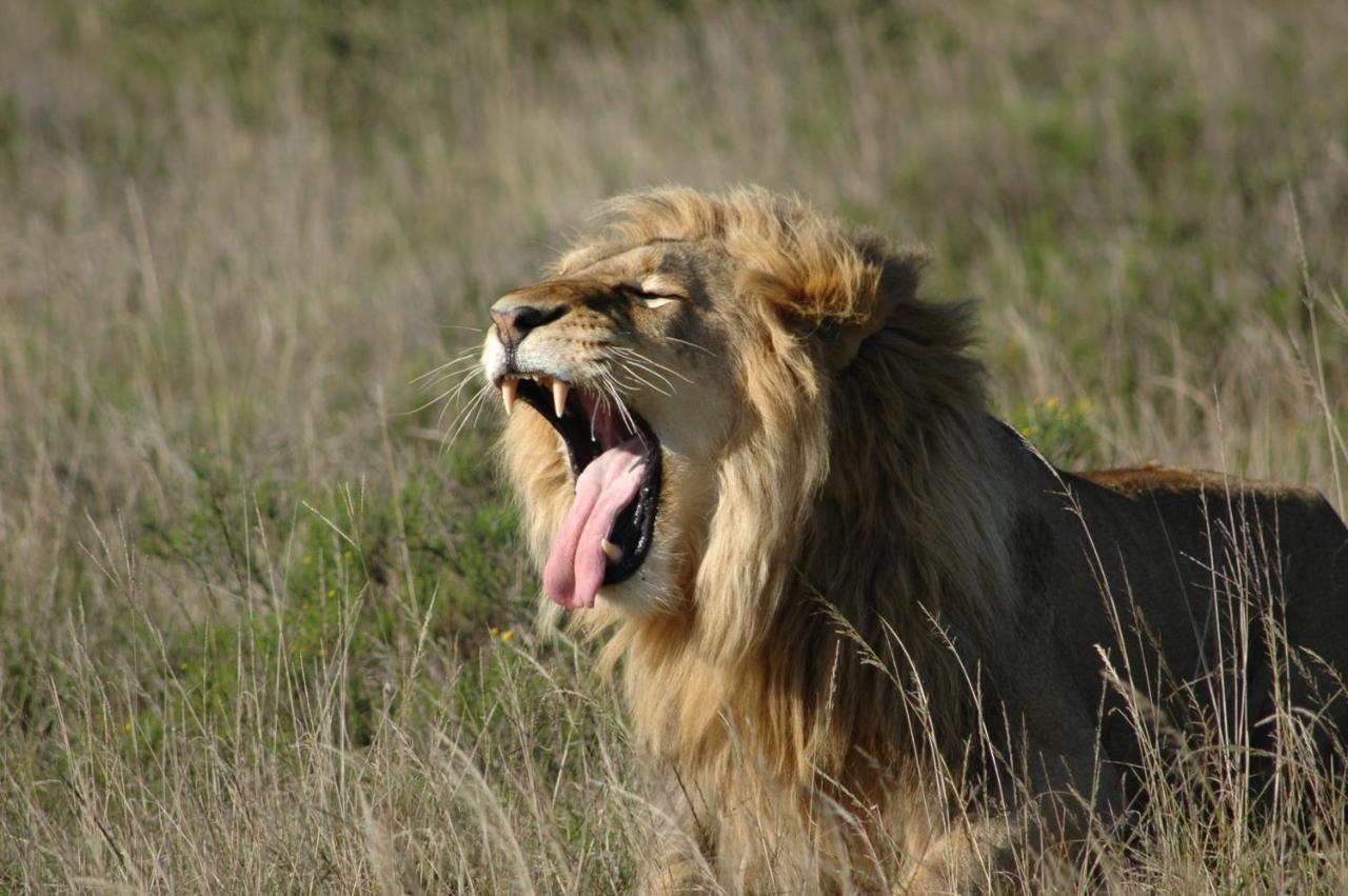 Safari Lodge - Réserve animalière d'Amakhala Extérieur photo