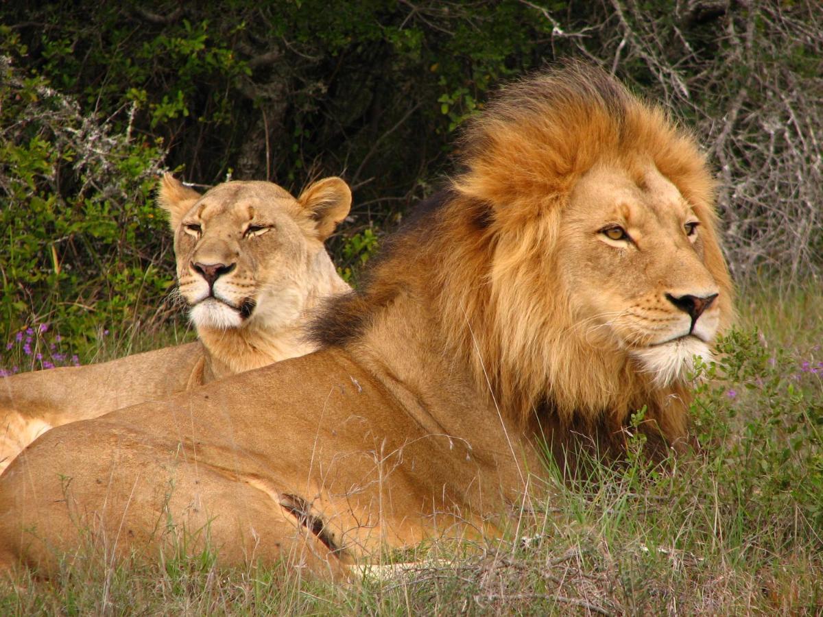 Safari Lodge - Réserve animalière d'Amakhala Extérieur photo