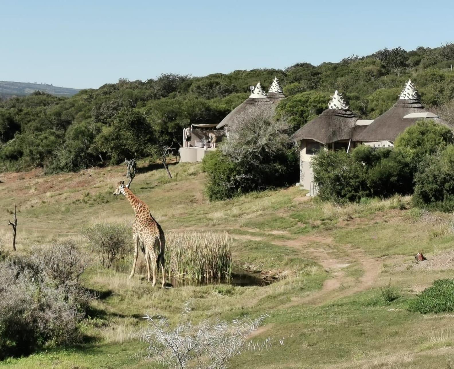 Safari Lodge - Réserve animalière d'Amakhala Extérieur photo