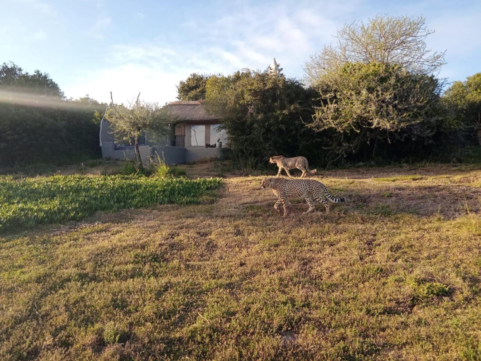Safari Lodge - Réserve animalière d'Amakhala Extérieur photo