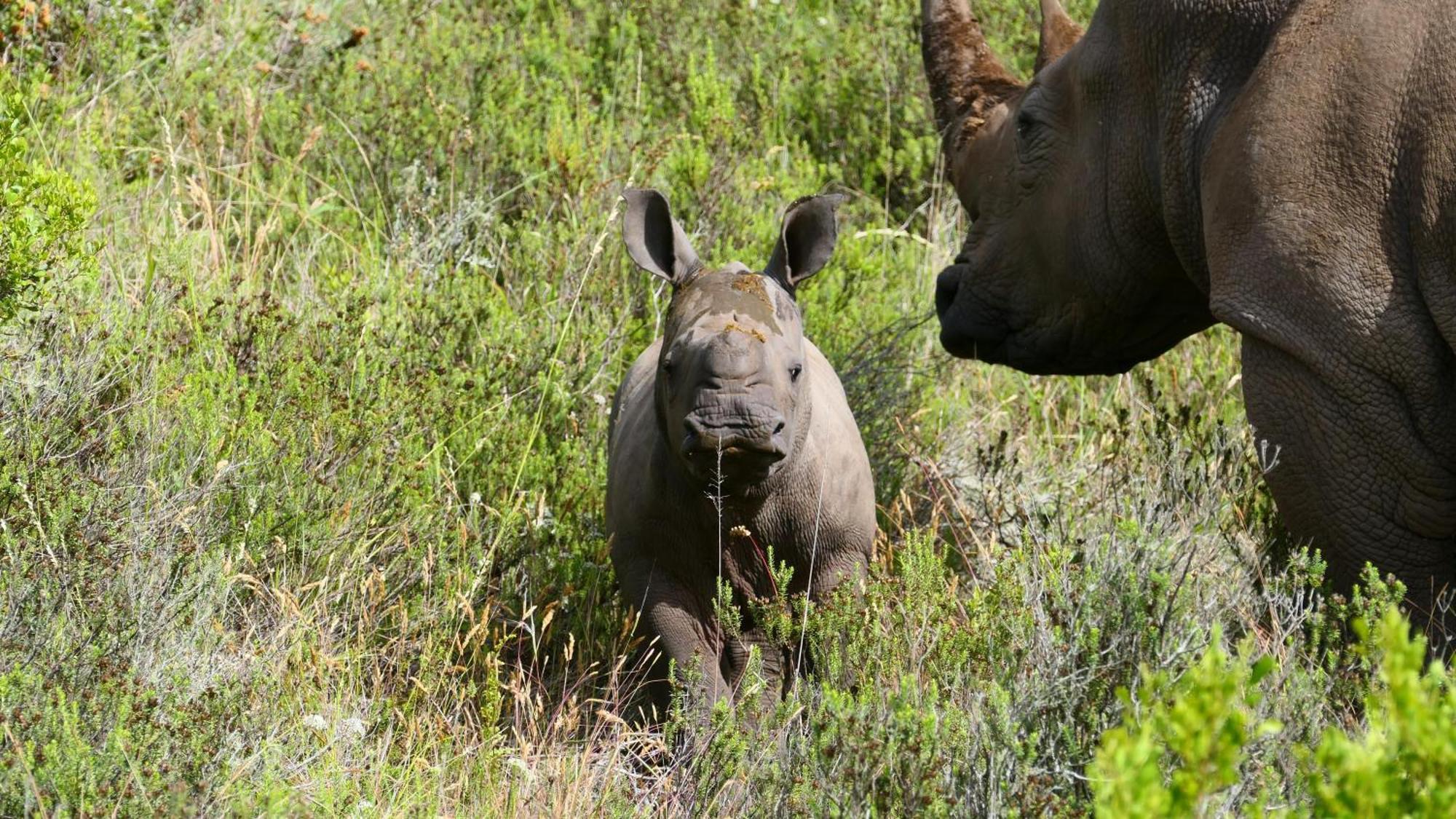 Safari Lodge - Réserve animalière d'Amakhala Extérieur photo