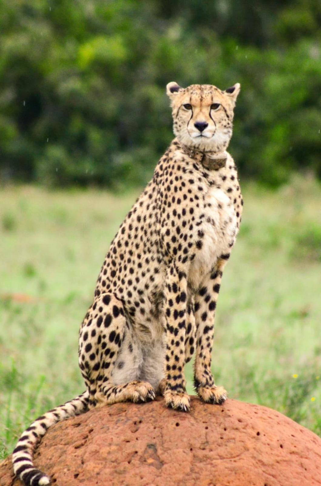 Safari Lodge - Réserve animalière d'Amakhala Extérieur photo