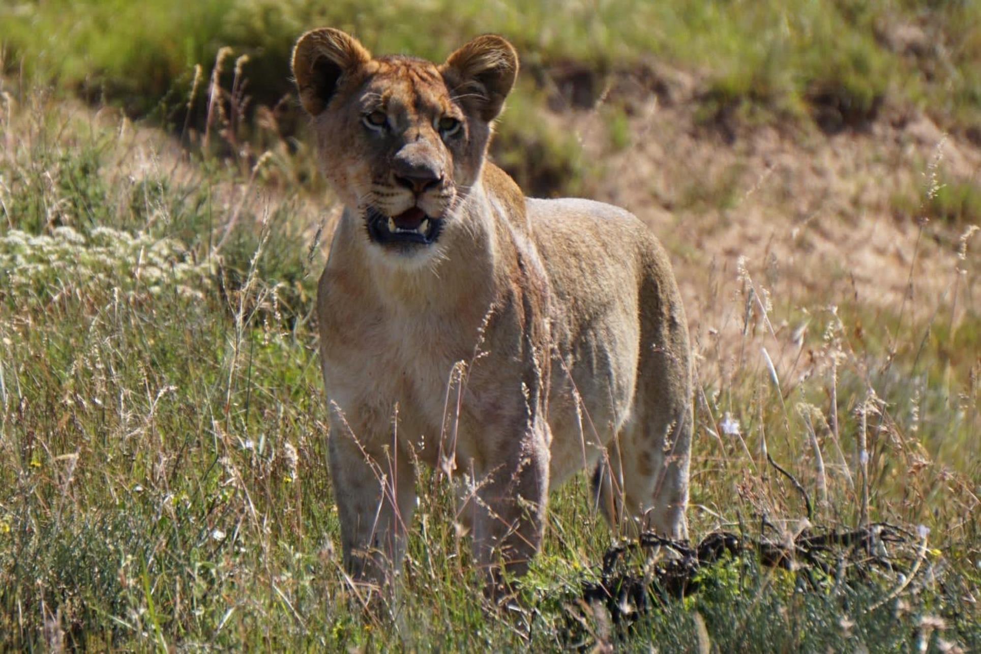 Safari Lodge - Réserve animalière d'Amakhala Extérieur photo