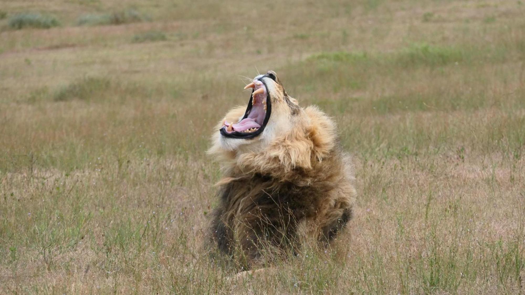 Safari Lodge - Réserve animalière d'Amakhala Extérieur photo